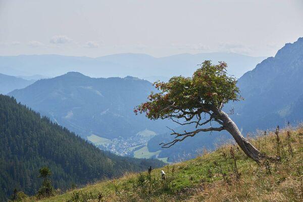 The mountain ash tree on an alpine meadow. 